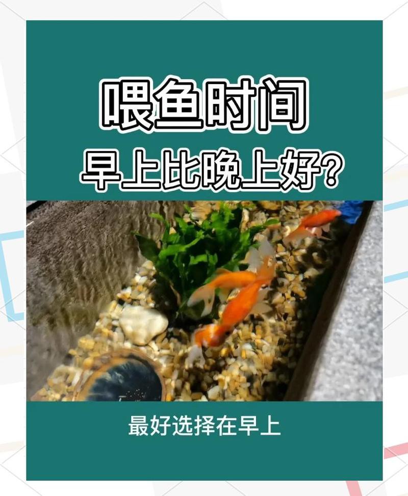 紅龍魚吃蔬菜后多久排便