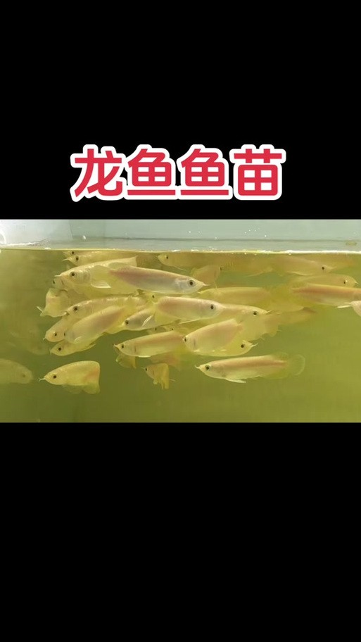 龍魚批發(fā)基地圖片大全大圖