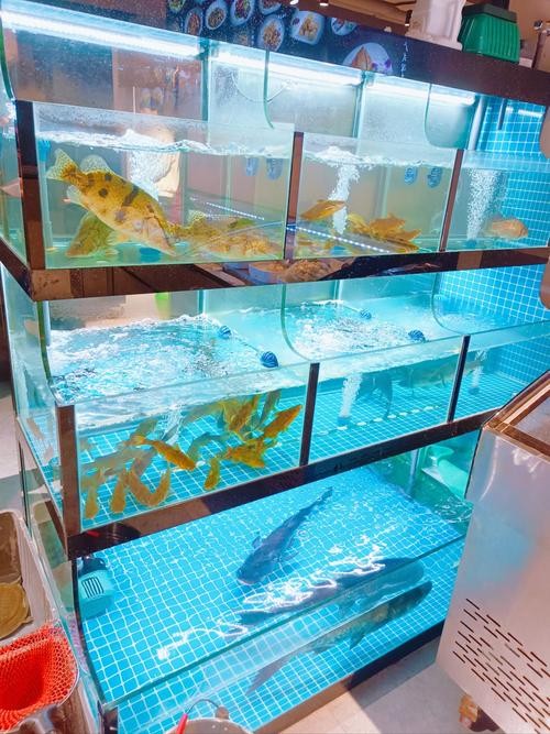 龍魚批發(fā)基地圖片大全大圖