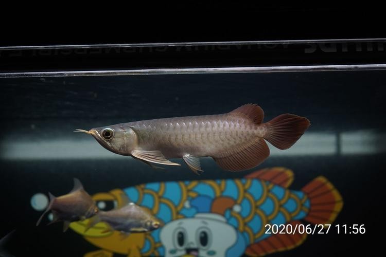 龍魚批發(fā)基地圖片大全大圖