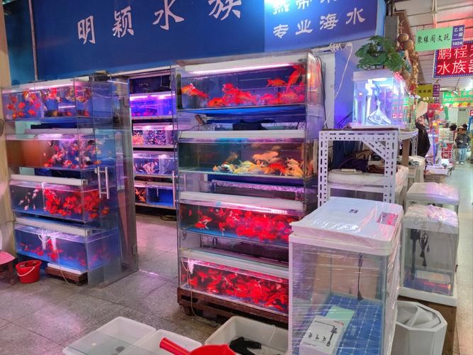 龍魚批發(fā)基地圖片大全大圖