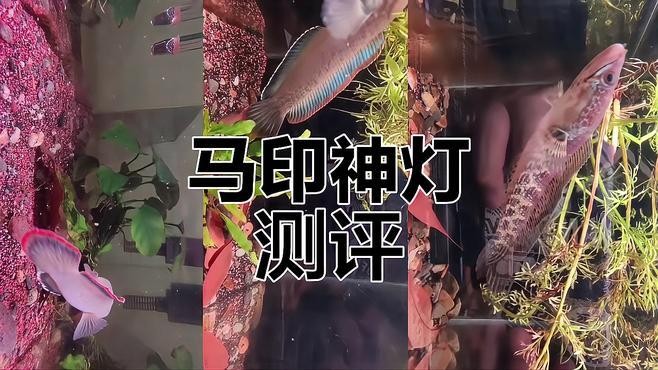 龍魚燈哪個品牌好用