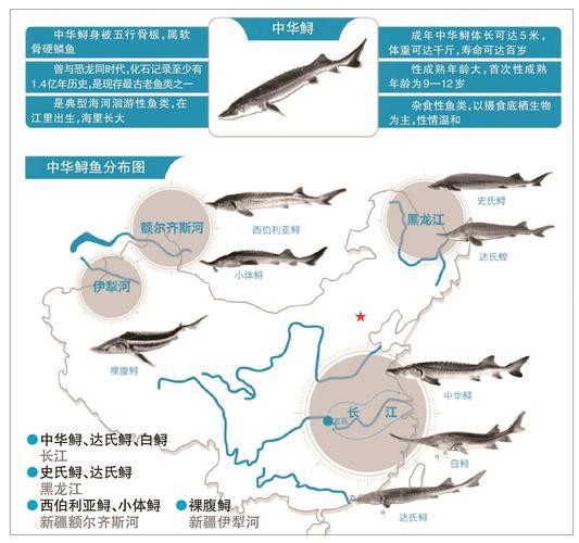野生鱘龍魚分布圖