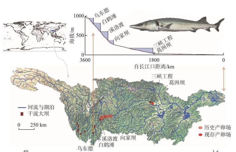 野生鱘龍魚分布圖