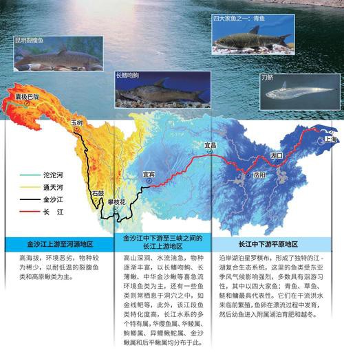 野生鱘龍魚分布圖
