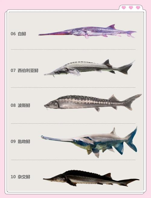 野生鱘龍魚分布圖