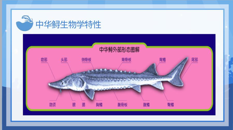 野生鱘龍魚分布圖