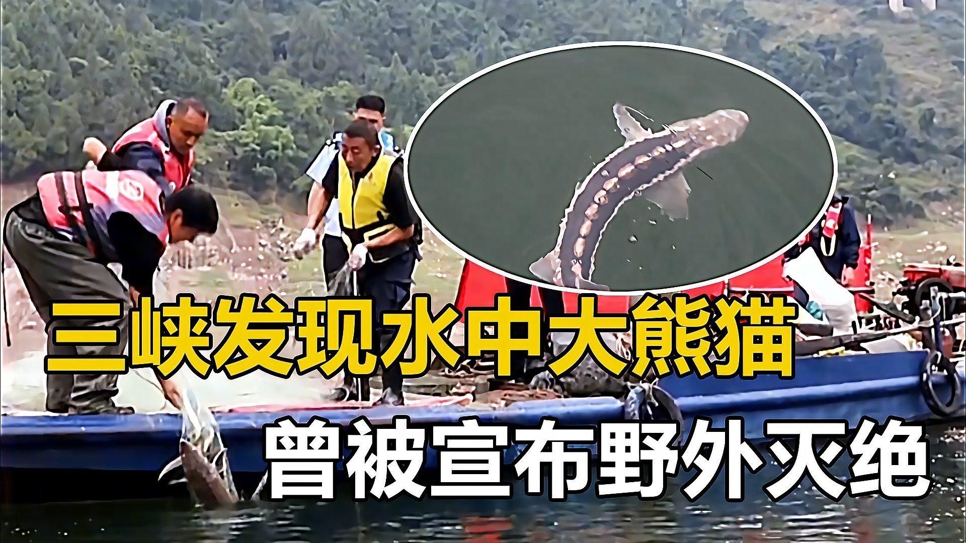 野生鱘龍魚分布圖