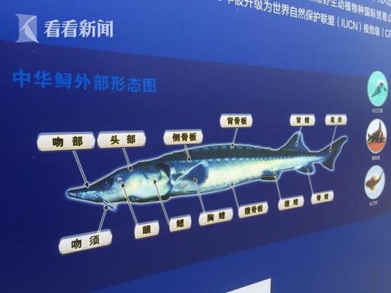 野生鱘龍魚分布圖