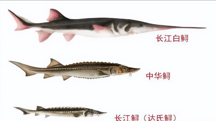 野生鱘龍魚分布圖