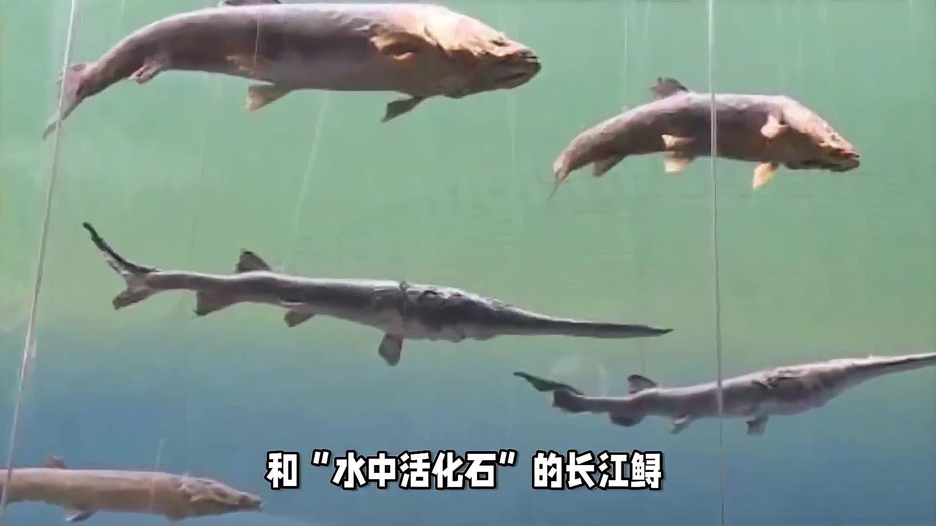 野生鱘龍魚分布圖