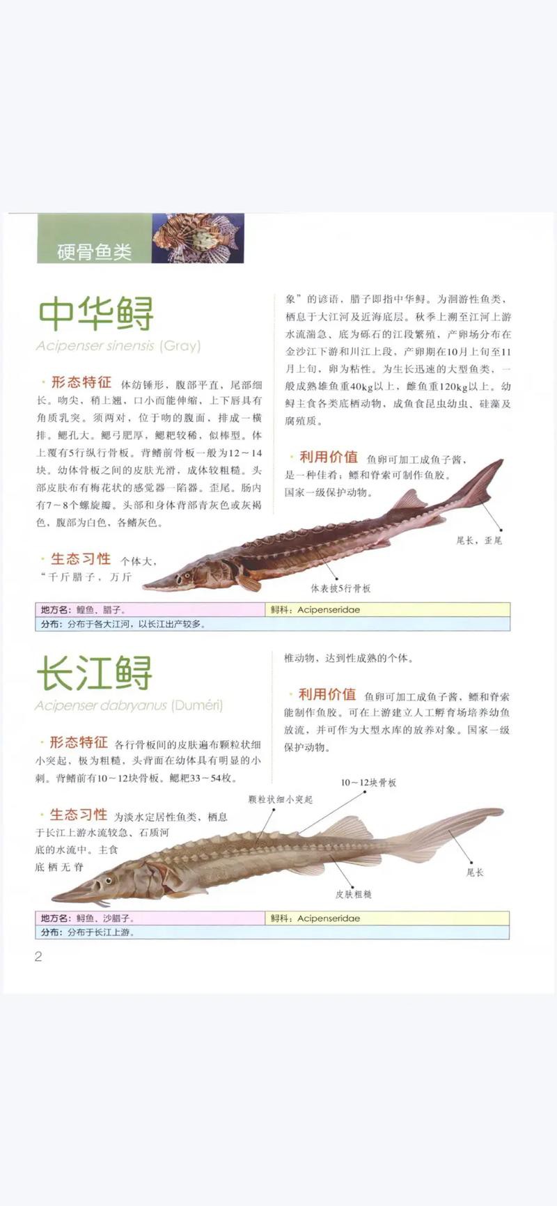 野生鱘龍魚分布圖