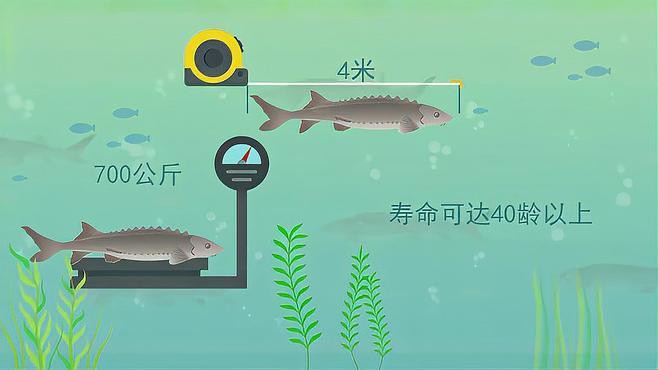 野生鱘龍魚分布圖