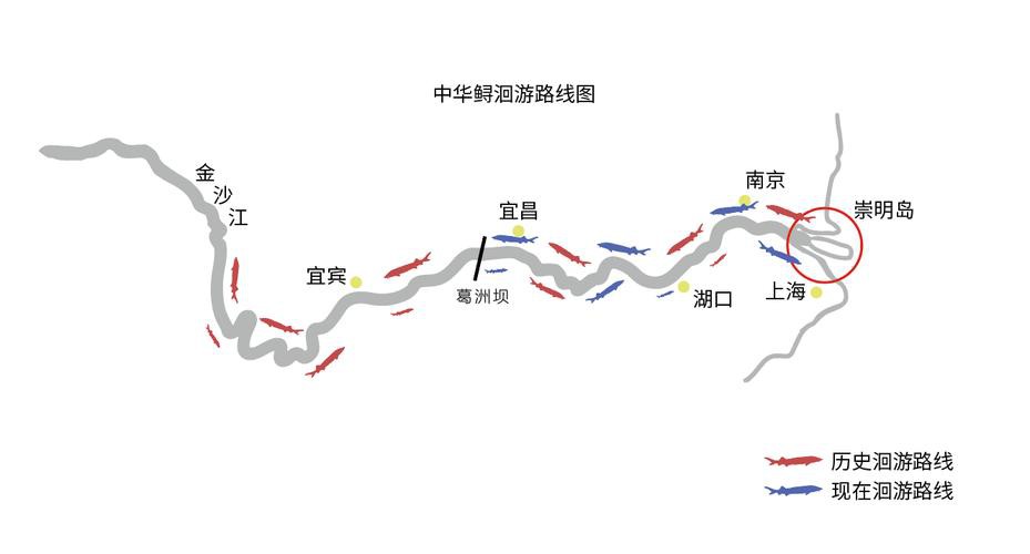 野生鱘龍魚分布圖
