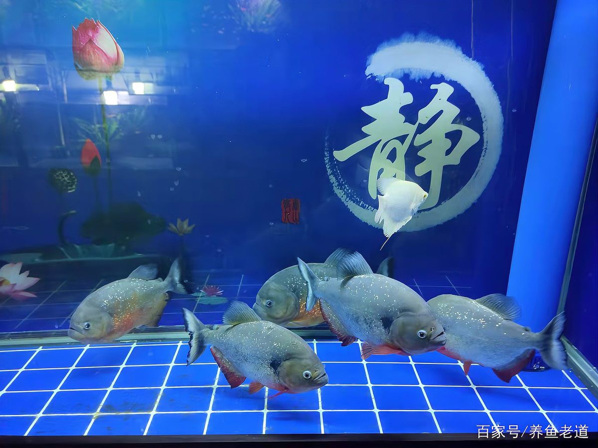 混養(yǎng)雷龍和招財(cái)貓需要多大的魚缸？