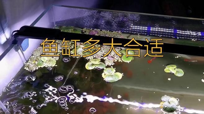 混養雷龍和招財貓需要多大的魚缸？