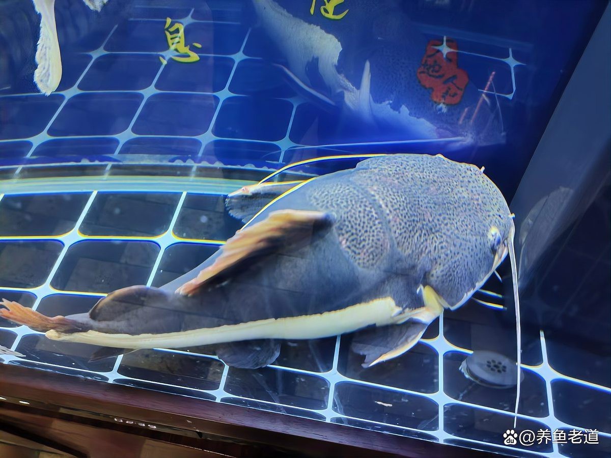 混養(yǎng)雷龍和招財(cái)貓需要多大的魚缸？
