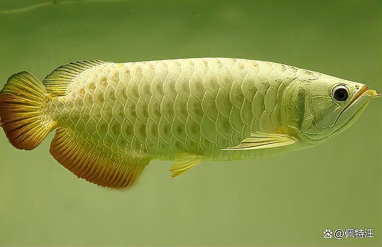 金龍魚的壽命是多久