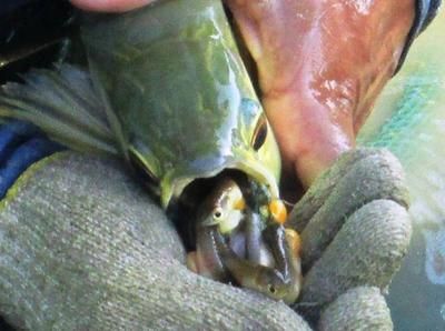 龍魚含卵的原因和過程（關于龍魚含卵的一些詳細信息）