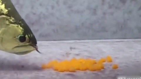 龍魚含卵的原因和過程（關(guān)于龍魚含卵的一些詳細(xì)信息）