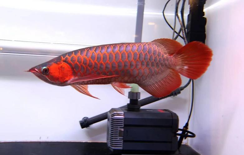 血紅金龍魚多少錢一條圖片