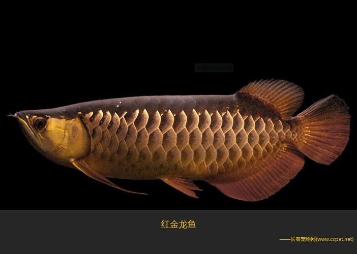 血紅金龍魚多少錢一條圖片
