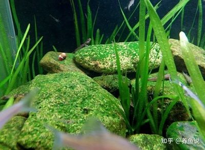 龍魚身上長青苔了怎么辦：龍魚身上長青苔了怎么辦龍魚身上長青苔了怎么辦
