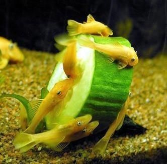 龍魚身上長青苔了怎么辦：龍魚身上長青苔了怎么辦龍魚身上長青苔了怎么辦