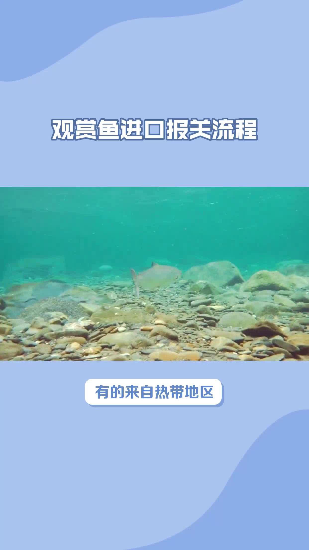進(jìn)口紅龍需要哪些資質(zhì)？