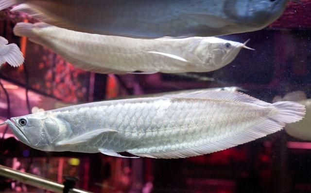 白色銀龍魚風水魚嗎（銀龍魚是風水魚嗎）