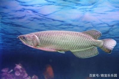 星點龍魚和什么魚混養(yǎng)最好（與星點龍魚混養(yǎng)的幾種魚）