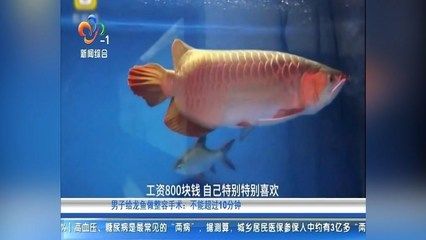 給龍魚做手術(shù)多少錢啊：龍魚手術(shù)的費用是多少