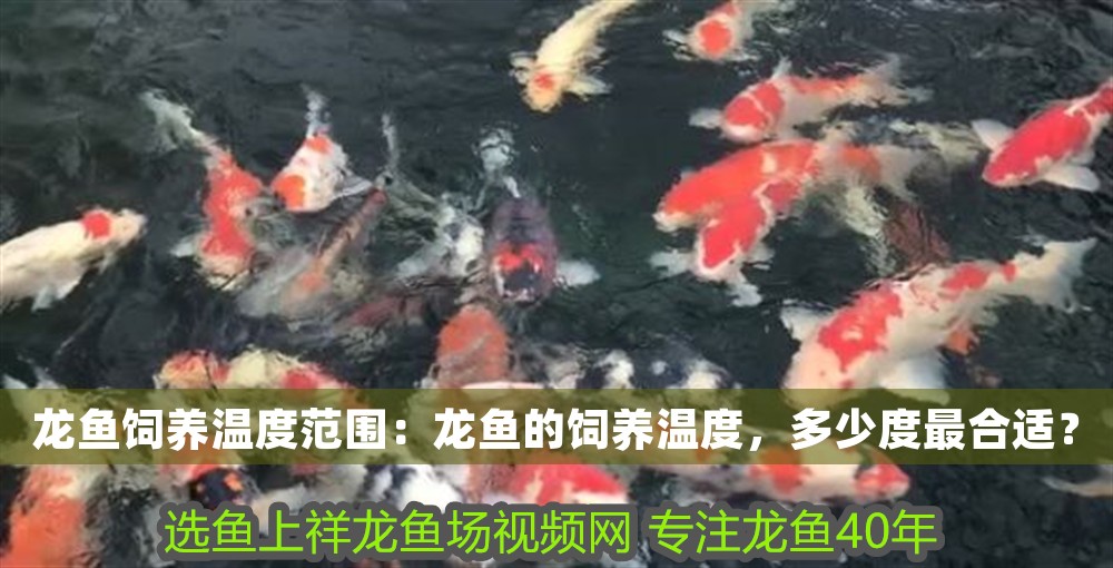 龍魚飼養溫度范圍：龍魚的飼養溫度，多少度最合適？ 龍魚飼養溫度范圍：龍魚的飼養溫度，多少度最合適？ 龍魚百科 第1張