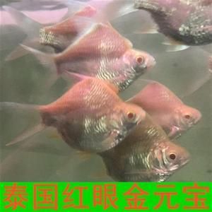 紅龍魚配泰國鯽魚好不好：紅龍魚配泰國鯽魚好不好紅龍魚與泰國鯽魚混養(yǎng)的經(jīng)驗 紅龍魚配泰國鯽魚好不好：紅龍魚配泰國鯽魚好不好紅龍魚與泰國鯽魚混養(yǎng)的經(jīng)驗 龍魚百科 第2張