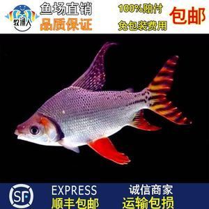 紅龍魚配泰國鯽魚好不好：紅龍魚配泰國鯽魚好不好紅龍魚與泰國鯽魚混養(yǎng)的經(jīng)驗 紅龍魚配泰國鯽魚好不好：紅龍魚配泰國鯽魚好不好紅龍魚與泰國鯽魚混養(yǎng)的經(jīng)驗 龍魚百科 第1張