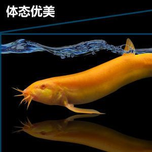 金龍魚的魚苗長什么樣子（金龍魚魚苗在剛孵化時呈黑色，它們的顏色會發生變化）