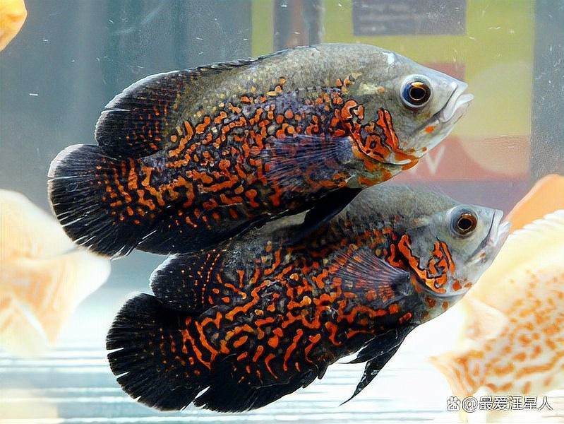 鸚鵡魚和銀龍魚混養嗎