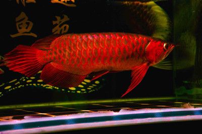 紅龍魚掉鱗后怎樣可以快速恢復：紅龍魚掉鱗后大約需要1個月以上的時間才能恢復健康