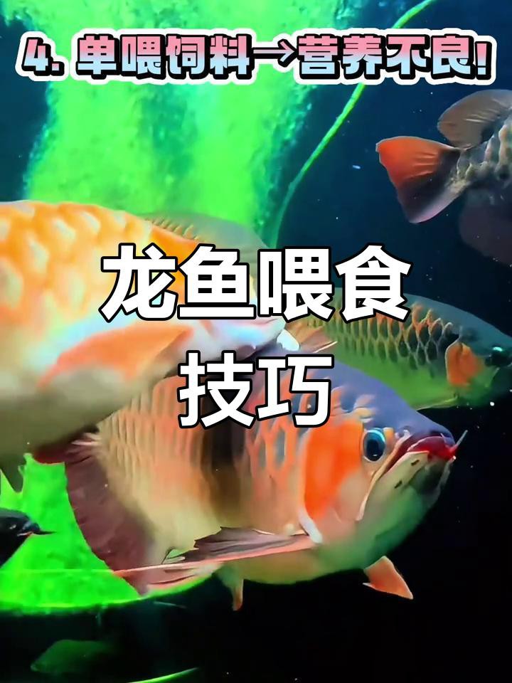 古典龍魚飼料的價格范圍是多少？