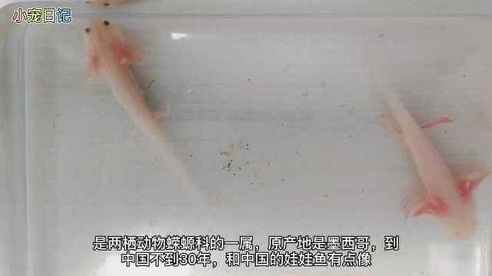 開箱恐龍魚（開箱恐龍魚的介紹）