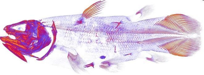 開箱恐龍魚（開箱恐龍魚的介紹）