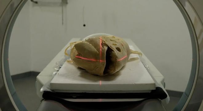 開箱恐龍魚（開箱恐龍魚的介紹）