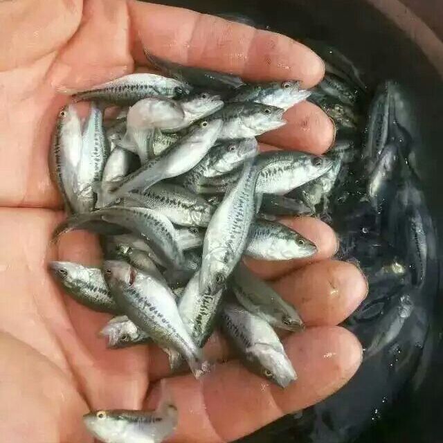 申古銀版魚批發：銀鯧魚與其他魚類的區別銀鯧魚與其他魚類的區別