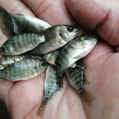 申古銀版魚批發：銀鯧魚與其他魚類的區別銀鯧魚與其他魚類的區別