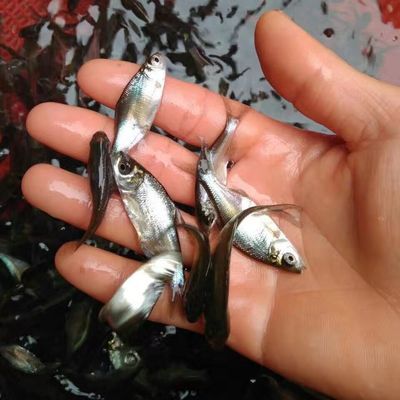 申古銀版魚批發：銀鯧魚與其他魚類的區別銀鯧魚與其他魚類的區別