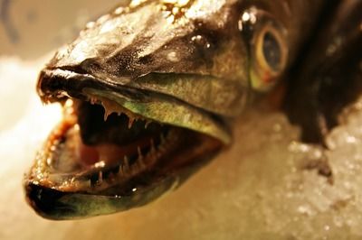 龍魚缸里養什么清潔魚好（適合養在龍魚缸中的幾種清潔魚）