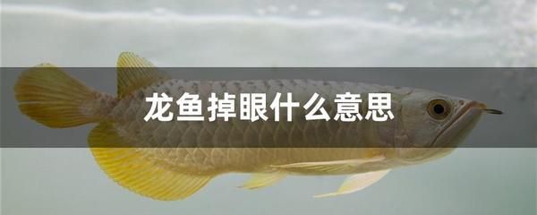 如何預防龍魚掉眼球：如何預防龍魚掉眼？