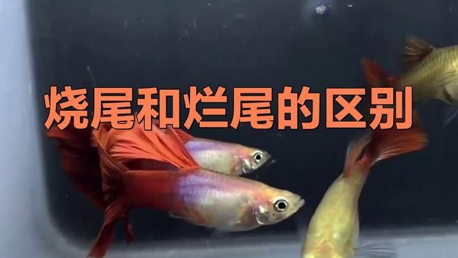 龍魚燒尾和爛尾的區別