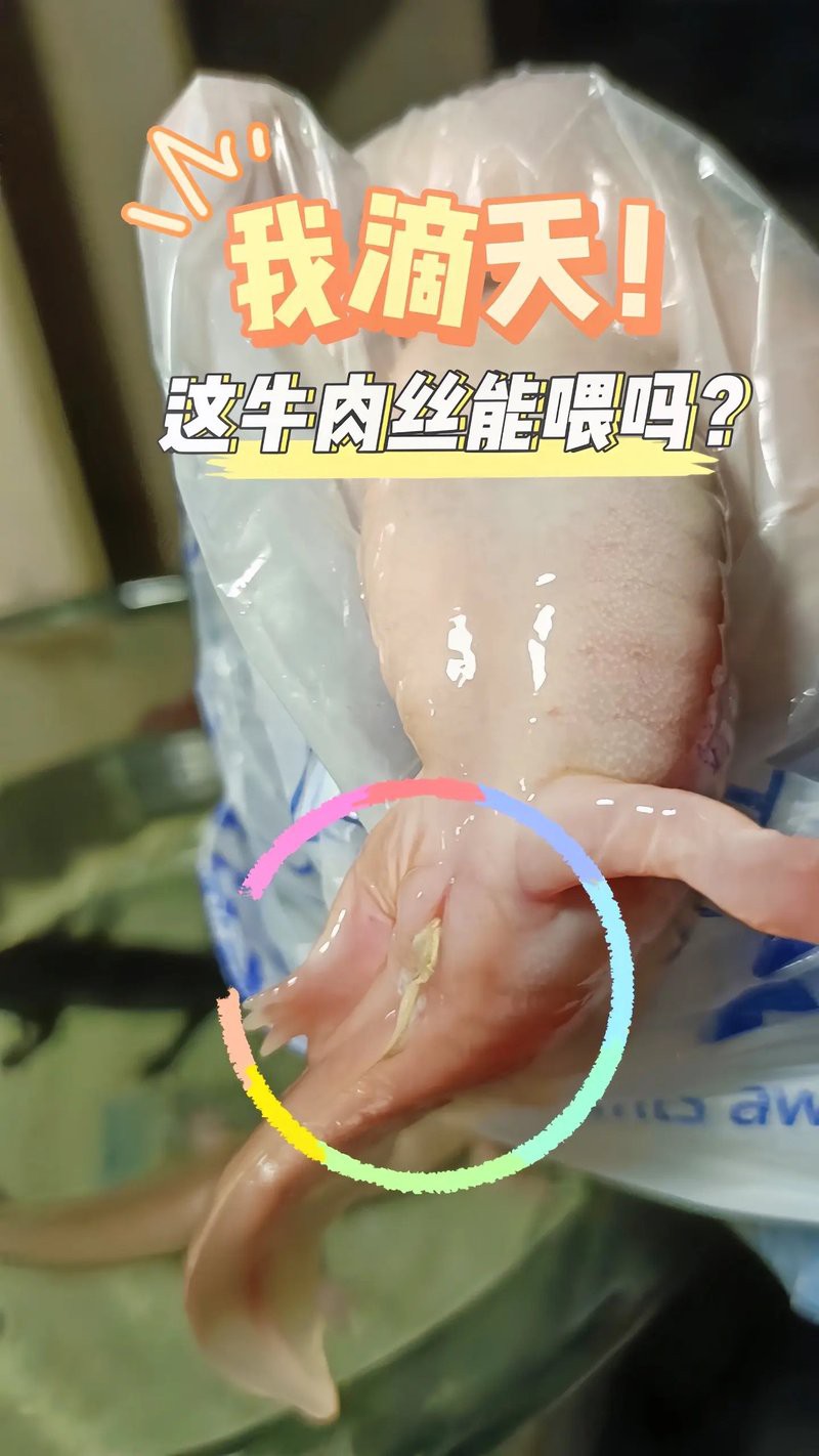 恐龍魚吃什么肉最好