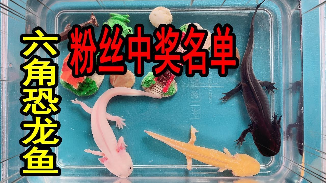 恐龍魚吃什么肉最好